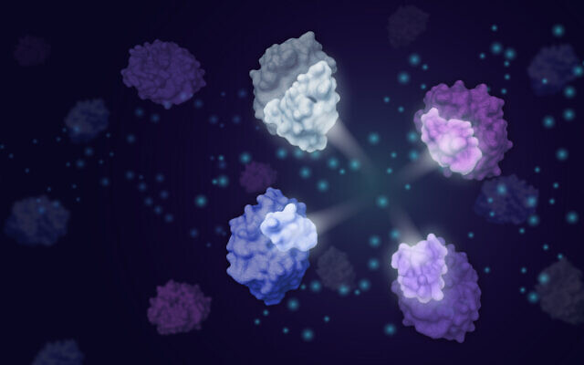 An illustration showing four modular enzyme fragments (highlighted) that Weizmann Institute’s CADENZ method can combine to generate active enzymes at unprecedented scale. (Weizmann Institute of Science) An illustration showing four modular enzyme fragments (highlighted) that Weizmann Institute’s CADENZ method can combine to generate active enzymes at unprecedented scale. (Weizmann Institute of Science)