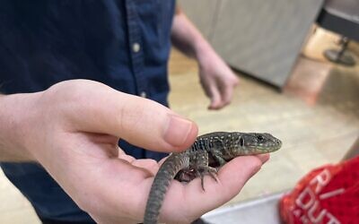 A small lizard that was smuggled into Israel from Hungary by a young Israeli and was seized during an operation at Ben Gurion Airport, January 2023. (Agriculture and Rural Development Ministry spokesperson)