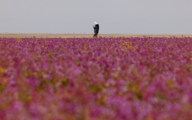 A man walks in a field covered with lavender-colored blooms in the town of Rafha, near Saudi Arabia's border with Iraq, on February 13, 2023. (Fayez Nureldine/AFP) A man walks in a field covered with lavender-colored blooms in the town of Rafha, near Saudi Arabia's border with Iraq, on February 13, 2023. (Fayez Nureldine/AFP)