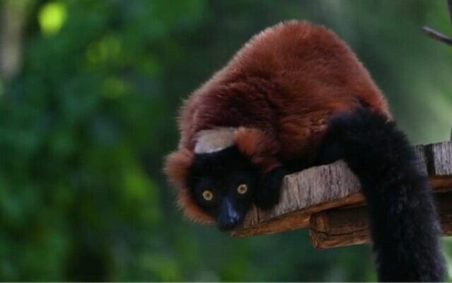 Sai, a 5-year-old red-collared lemur, that escaped from his enclosure at the Ramat Gan Safari in central Israel on February 14, 2023. (Ramat Gan Safari spokesperson) Sai, a 5-year-old red-collared lemur, that escaped from his enclosure at the Ramat Gan Safari in central Israel on February 14, 2023. (Ramat Gan Safari spokesperson)