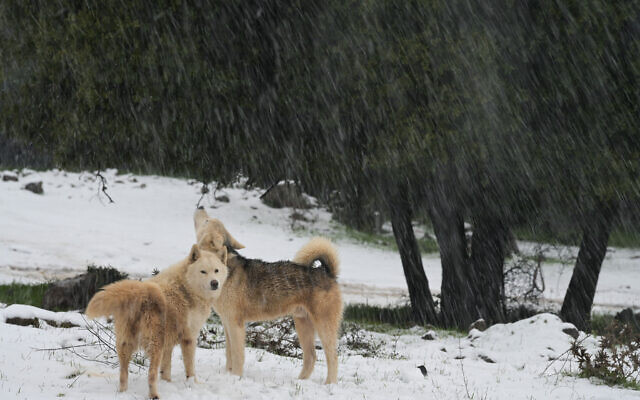 The village of Buq'ata during snowfall, February 7, 2023 (Michael Giladi/Flash90)