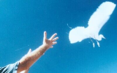 Yoav Perlman releases a Little Egret (Photo: Yuval Dax)