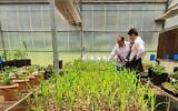 Corn seedlings treated with Grace Breeding's NFT biofertlizer, Londrina University, Brazil, November 5, 2022. (Assaf Dotan)