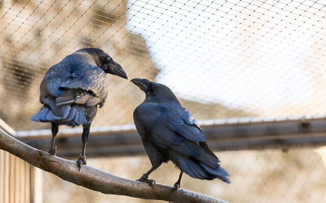 Two Tower ravens in the ravens' cages, near the Wakefield Tower at the Tower of London. (© Historic Royal Palaces)