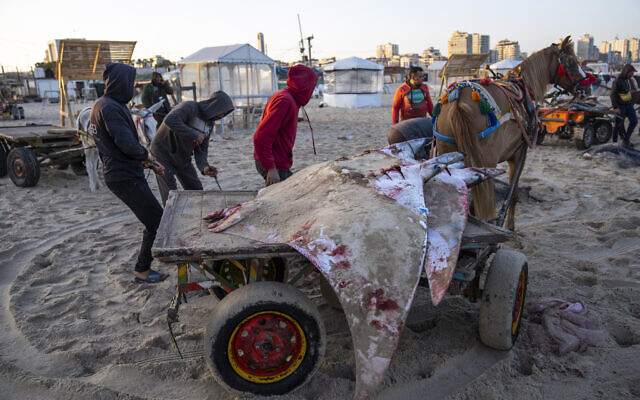 Palestinian fishermen carry manta rays on a horse cart on the beach of Gaza City, Sunday, March 12, 2023. (AP Photo/Fatima Shbair)