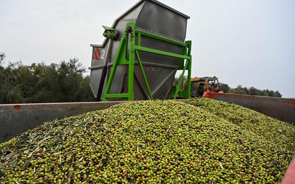 FILE: Olive growers and workers harvesting the Koroneiki Olive Variety at an olive grove in Moshav Eliad in the southern Golan Heights in December 2022 (Photo by Michael Giladi/Flash90) FILE: Olive growers and workers harvesting the Koroneiki Olive Variety at an olive grove in Moshav Eliad in the southern Golan Heights in December 2022 (Photo by Michael Giladi/Flash90)