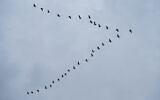 Cranes fly in formation out of Israel and into Syria on the Golan Heights, December 14, 2022. (Michael Giladi/Flash90)