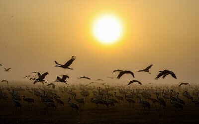 Cranes seen at the Hula Lake in northern Israel on January 26, 2023. (Tomer Neuberg/Flash90)