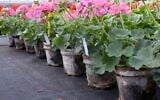 Geraniums growing in Bioplasmar's biodegradable pots. (Zamir Eldar, Paris, February 5, 2017)