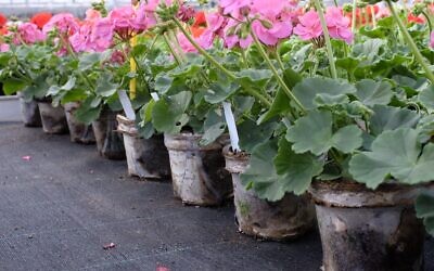 Geraniums growing in Bioplasmar's biodegradable pots. (Zamir Eldar, Paris, February 5, 2017)