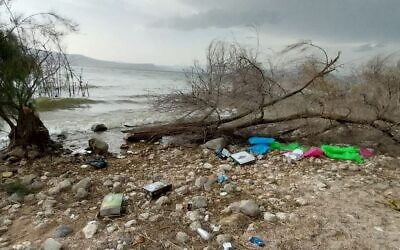 A tree that collapsed near Kibbutz Ein Gev on the Sea of Galilee, moderately injuring an 18-year-old woman. (Magen David Adom, handout photo)