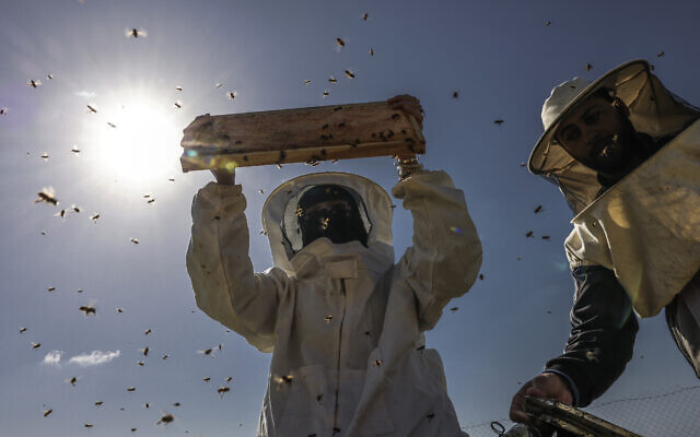 Palestinian beekeeper Miassar Khoudair (L), 29, and her work partner wear protective outfits as they check honeycomb frames at the apiary, east of the Jabaliya camp in the northern Gaza strip, on April 30, 2023. (Mohammed Abed/AFP) Palestinian beekeeper Miassar Khoudair (L), 29, and her work partner wear protective outfits as they check honeycomb frames at the apiary, east of the Jabaliya camp in the northern Gaza strip, on April 30, 2023. (Mohammed Abed/AFP)