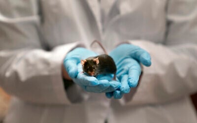 Illustrative: A research assistant holding a mouse used to study autism, December 15, 2021. (Jeff Roberson/AP)