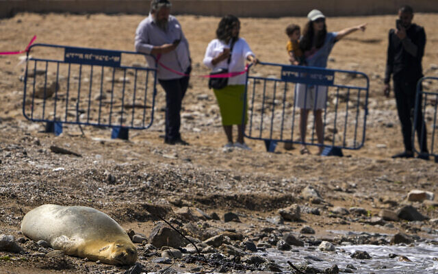 Onlookers gaze at Yulia, a visiting, endangered Mediterranean monk seal rests on the beach in Tel Aviv, Israel, Tuesday, May 16, 2023. (AP/Ariel Schalit) Onlookers gaze at Yulia, a visiting, endangered Mediterranean monk seal rests on the beach in Tel Aviv, Israel, Tuesday, May 16, 2023. (AP/Ariel Schalit)