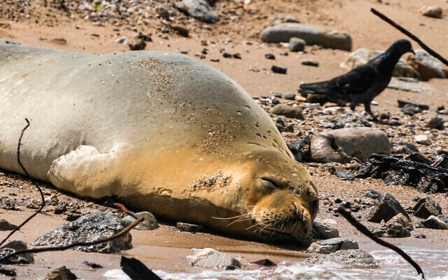 Yulia, an endangered Mediterranean monk seal snoozes on the beach in Tel Aviv, Israel, Tuesday, May 16, 2023. (AP Photo/Ariel Schalit) Yulia, an endangered Mediterranean monk seal snoozes on the beach in Tel Aviv, Israel, Tuesday, May 16, 2023. (AP Photo/Ariel Schalit)