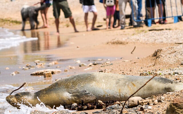 Yulia, an endangered Mediterranean monk seal rests by the water on a beach in Tel Aviv, Israel, Tuesday, May 16, 2023. (AP/Ariel Schalit) Yulia, an endangered Mediterranean monk seal rests by the water on a beach in Tel Aviv, Israel, Tuesday, May 16, 2023. (AP/Ariel Schalit)