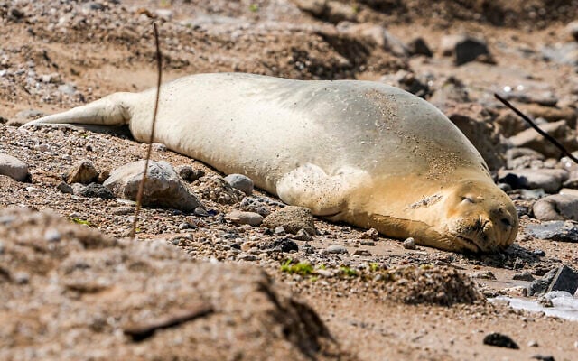 Yulia, an endangered Mediterranean monk seal rests on the shore in in Tel Aviv, Israel, Tuesday, May 16, 2023. (AP/Ariel Schalit) Yulia, an endangered Mediterranean monk seal rests on the shore in in Tel Aviv, Israel, Tuesday, May 16, 2023. (AP/Ariel Schalit)