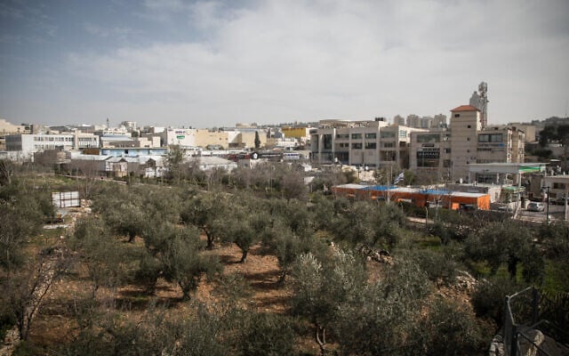 Illustrative: View of olive trees near Talpiot, Jerusalem, January 27, 2019. (Hadas Parush/Flash90) Illustrative: View of olive trees near Talpiot, Jerusalem, January 27, 2019. (Hadas Parush/Flash90)