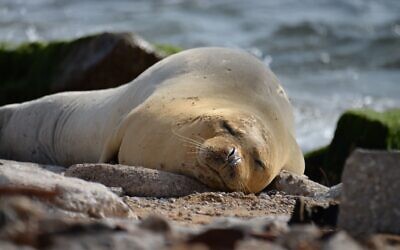 A rare Mediterranean monk seal, later named Yulia, resting on a beach in central Israel, May 13, 2023. (Guy Levian/Nature and Parks Authority)