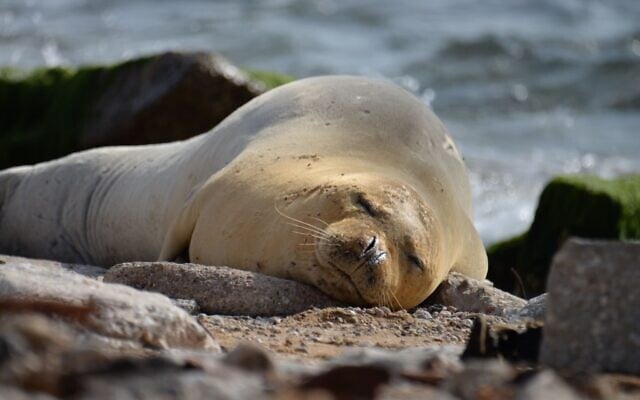 A rare Mediterranean monk seal, later named Yulia, resting on a beach in central Israel, May 13, 2023. (Guy Levian/Nature and Parks Authority) A rare Mediterranean monk seal, later named Yulia, resting on a beach in central Israel, May 13, 2023. (Guy Levian/Nature and Parks Authority)