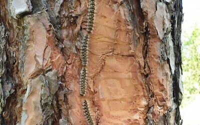 Pine processionary caterpillars climbing down a pine tree in a line. (Omer Golan, KKL-JNF Jewish National Fund)