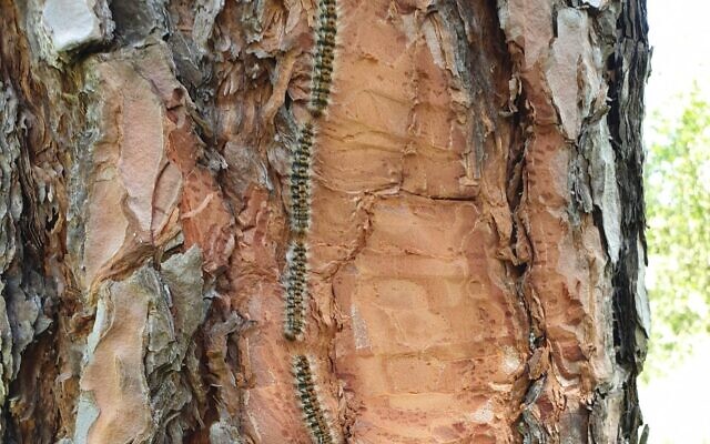 Pine processionary caterpillars climbing down a pine tree in a line. (Omer Golan, KKL-JNF Jewish National Fund) Pine processionary caterpillars climbing down a pine tree in a line. (Omer Golan, KKL-JNF Jewish National Fund)