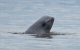 Illustrative: A beluga whale in Alaska, August 25, 2017. (NOAA Fisheries via AP)