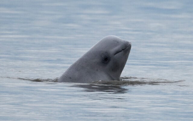 Illustrative: A beluga whale in Alaska, August 25, 2017. (NOAA Fisheries via AP)