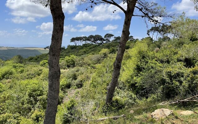 Native pines are restricted to the crests of hills in the Mount Carmel National Park, to help prevent fires, April 30, 2023. (Sue Surkes/Times of Israel)