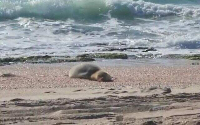 Monk seal Yulia rests on an Israeli beach, May 20, 2023, with Israeli environmental officials and volunteers keeping a protective watch (Delphis screenshot; used in accordance with clause 27a of the Copyright Law) Monk seal Yulia rests on an Israeli beach, May 20, 2023, with Israeli environmental officials and volunteers keeping a protective watch (Delphis screenshot; used in accordance with clause 27a of the Copyright Law)