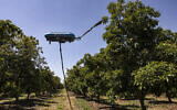 A drone with a pollination device is used in a demonstration of avocado tree pollination at an orchard near Kibbutz Eyal in the center of Israel,  April 24, 2023. (MENAHEM KAHANA / AFP)