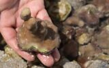 A young fragment of coral harvested from a nursery is shown off the coast of Abu Dhabi, United Arab Emirates, May 25, 2023. (AP Photo/Kamran Jebreili).