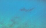 A tiger shark spotted close to the shore of the southern city of Eilat, June 18, 2023. (Parks and Nature Authority)