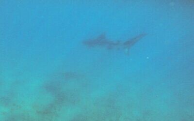 A tiger shark spotted close to the shore of the southern city of Eilat, June 18, 2023. (Parks and Nature Authority)