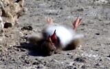 Authorities say they are probing the mysterious deaths in recent days of about 1,000 endangered seagull chicks in northern Israel, June 28, 2023 (Yosef Chiat/Atlit Gull Project)