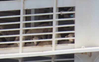A live shipment of animals bound for fattening and slaughter in Israel arrives at the port of Eilat on the Red Sea coast on June 19, 2023. (Omri Omessi)