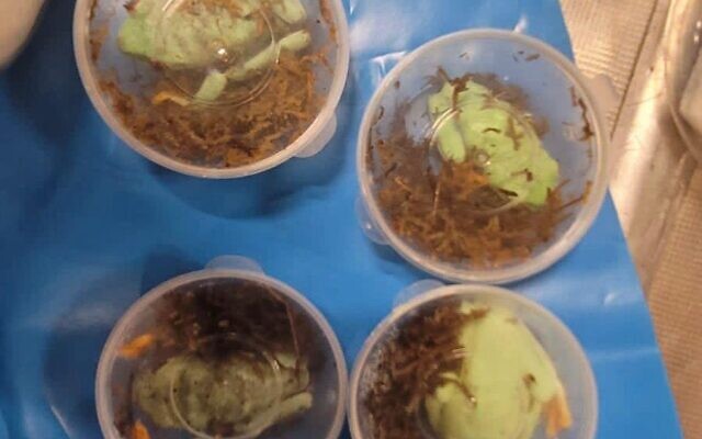 Some of the 21 reptiles seized at Ben Gurion Airport in a joint operation by the Border Police, Customs and Excise Authority and Israel Nature and Parks Authority on June 10, 2023. (INPA)