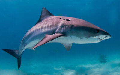 An illustrative image of a tiger shark. (Albert Kok, CC BY-SA 3.0, Wikimedia Commons)