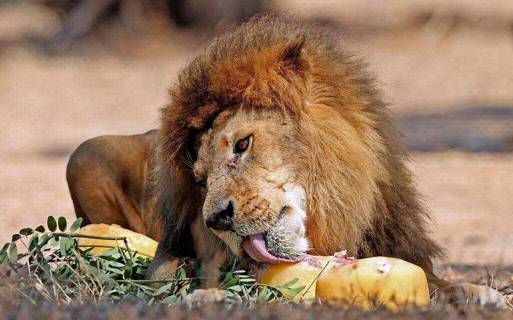 A lion licks a frozen mix of egg and meat at Israel's Safari Zoo in Ramat Gan on July 13, 2023. (JACK GUEZ / AFP)