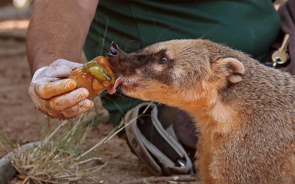 A South American Coati licks a block of frozen fruits at Israel's Safari Zoo in Ramat Gan, as temperatures soar, on July 13, 2023. (JACK GUEZ / AFP)
