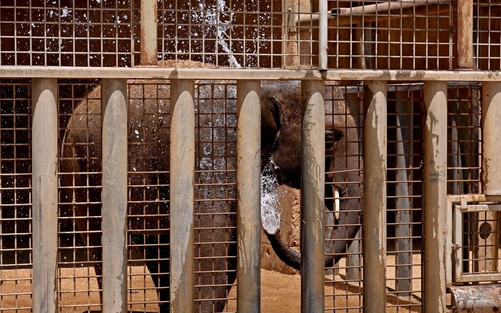 An elephant sprays itself with water at Israel's Safari Zoo in Ramat Gan, north of the Mediterranean coastal city of Tel Aviv, as temperatures reach over 35 degrees Celsius on July 13, 2023. (JACK GUEZ / AFP)