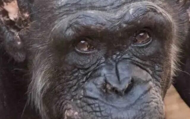 Undated photo of Augusta the chimpanzee. (Courtesy: Ramat Gan Safari) Undated photo of Augusta the chimpanzee. (Courtesy: Ramat Gan Safari)