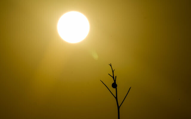 A snail hides in his shell as it hangs to a dry stalk while the sun rises over a field in Hadera, July 13, 2023. (AP/Ariel Schalit) A snail hides in his shell as it hangs to a dry stalk while the sun rises over a field in Hadera, July 13, 2023. (AP/Ariel Schalit)