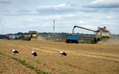 FILE - Storks walk in front of harvesters in a wheat field in the village of Zghurivka, Ukraine, on August 9, 2022. (AP Photo/Efrem Lukatsky, File)