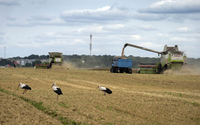 FILE - Storks walk in front of harvesters in a wheat field in the village of Zghurivka, Ukraine, on August 9, 2022. (AP Photo/Efrem Lukatsky, File) FILE - Storks walk in front of harvesters in a wheat field in the village of Zghurivka, Ukraine, on August 9, 2022. (AP Photo/Efrem Lukatsky, File)