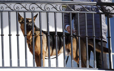 US President Joe Biden's dog Commander looks out from the balcony during a pardoning ceremony for the national Thanksgiving turkeys at the White House in Washington, November 21, 2022. (AP Photo/Carolyn Kaster, File)