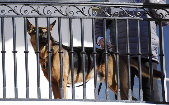 US President Joe Biden's dog Commander looks out from the balcony during a pardoning ceremony for the national Thanksgiving turkeys at the White House in Washington, November 21, 2022. (AP Photo/Carolyn Kaster, File) US President Joe Biden's dog Commander looks out from the balcony during a pardoning ceremony for the national Thanksgiving turkeys at the White House in Washington, November 21, 2022. (AP Photo/Carolyn Kaster, File)