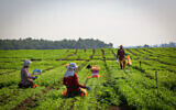 Foreign workers in the fields near the Israeli town of Beit Shemesh, November 13, 2016. (Yaakov Lederman/FLASH90)