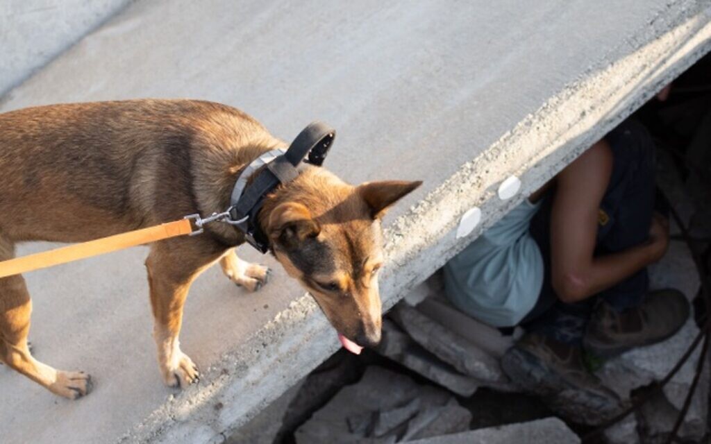Rescue dog Fifi finds a volunteer at the staging ground training site of Project Locate, spring of 2023. (Shanie Roth Photography)