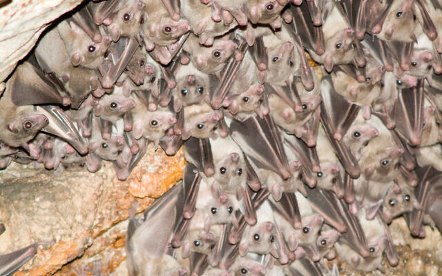 Illustrative: Bats in cave Teumim in Beit Shemesh on October 9, 2006. (Jorge Novominsky /Flash90.)